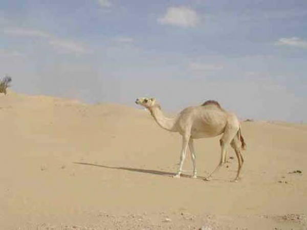 Wüstenrallye in Abu Dhabi